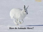 How do animals move? 1