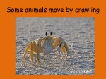 How do animals move? 2