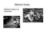 Siberian Husky 2