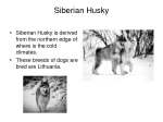 Siberian Husky 3