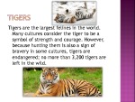 Tigers 2