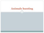 Animals hunting 1