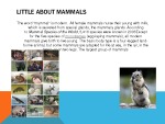 Mammals 2