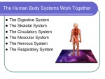 The Human Body System 3