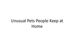 Unusual Pets People Keep at Home 1