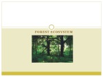 Forest ecosystem 1