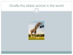 Presentation about giraffes 2