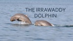 Irrawaddy dolphin 1