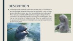 Irrawaddy dolphin 3