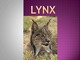 Lynx