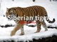 Siberian tiger