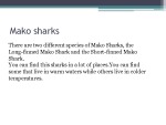 Mako sharks and blue whales 2