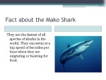 Mako sharks and blue whales 3