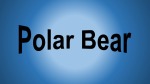 Polar Bear 1