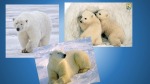 Polar Bear 2