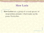 Slow Loris 3