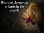 The most dangerous animals in the world 1