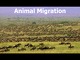 Animal Migration