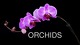 Orchids