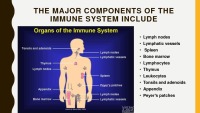 Immune system 3