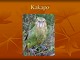 Kakapo powerpoint