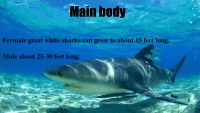 The great white shark powerpoint 3