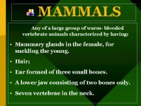 Animals presentation 3