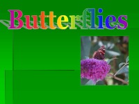 Butterflies presentation 1