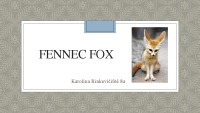 Fennec fox presentation 1