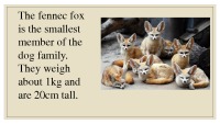 Fennec fox presentation 2