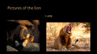 Slides about animals 4