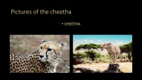 Slides about animals 5