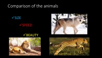 Slides about animals 7