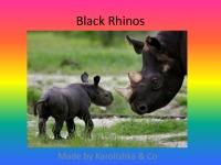 Black Rhinos slides 1