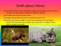 Black Rhinos slides 3