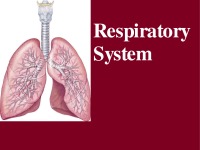 Respiratory system slides 2