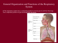 Respiratory system slides 3