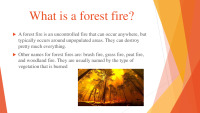 Forest fire 2