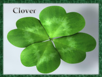 Slides on plant: Clover 1