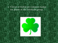 Slides on plant: Clover 2