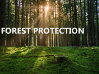 Presentation on Forest protection 1