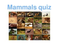 Mammals quiz 1