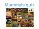 Mammals quiz