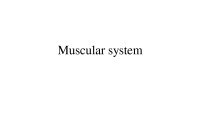 Presentation about Human Muscular system 1