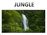 Presentation about Jungle 1