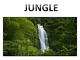 Presentation about Jungle