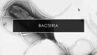 Presentation about Bacteria 1