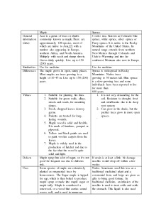 Maple and Spruce Comparison essay 1