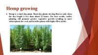 Presentation about Hemp seed oil 3