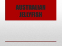 Presentation about Australian Jellyfish 1